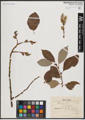 Foto von Salix caprea L.